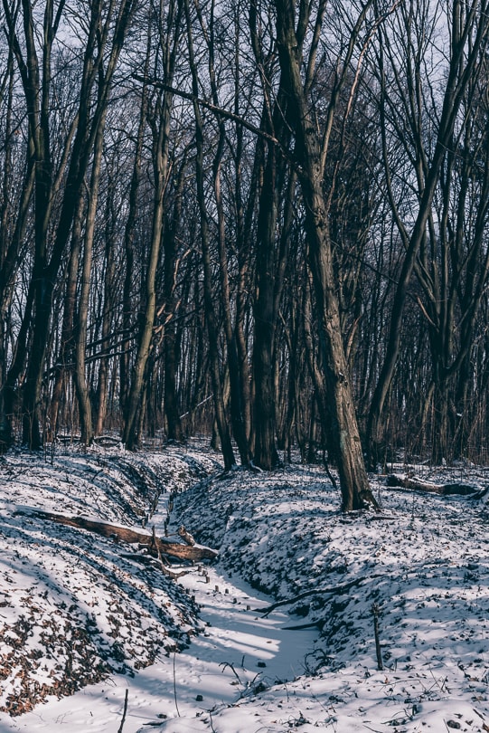 Las Zwierzyniecki w Białymstoku | Podlasie | GreenPixPartner