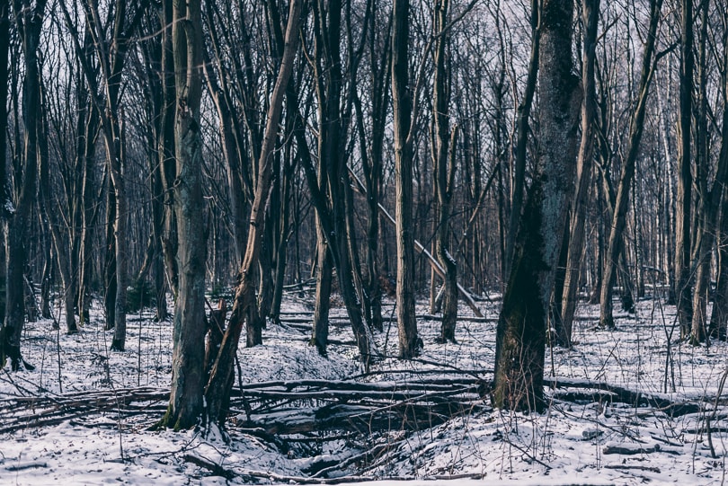 Las Zwierzyniecki w Białymstoku | Podlasie | GreenPixPartner